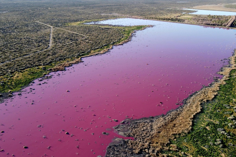 The Patagonia pond turns pink and is contaminated with chemicals