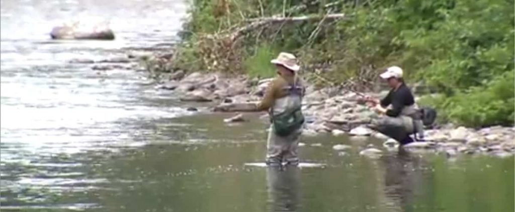 Towards the "historic" salmon fishing season in Boss-Saint-Laurent