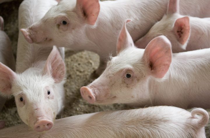Conflict at Olimel |  Pig farmers ask Boulette to intervene