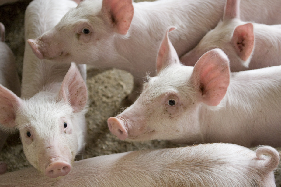 Conflict at Olimel |  Pig farmers ask Boulette to intervene