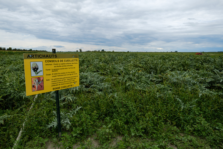 Artichokes fields on the La Phille du Roy farm