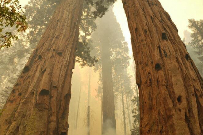 California |  There are fires around the Redwood gardens