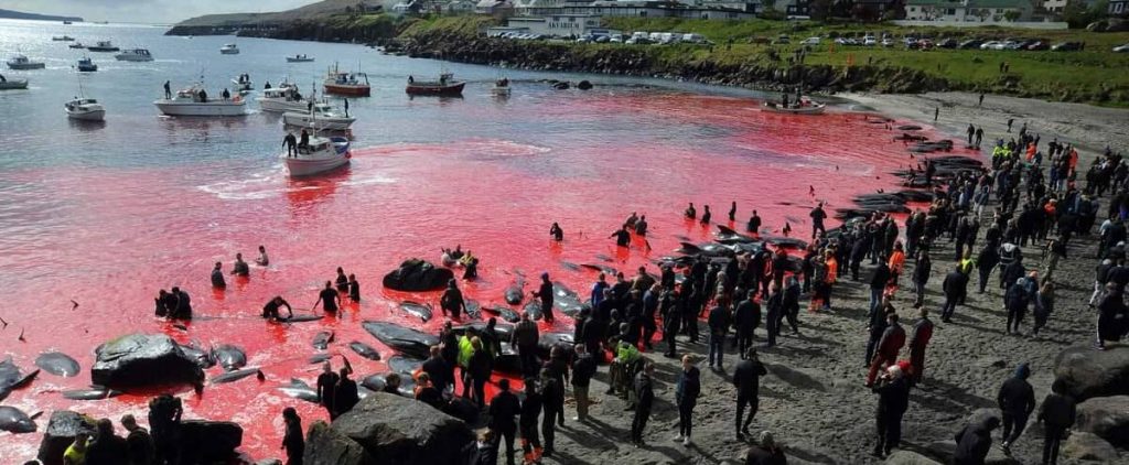 In the Faroe Islands, emotion after killing 1,400 dolphins