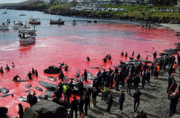 In the Faroe Islands, emotion after killing 1,400 dolphins