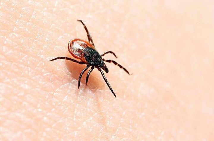 Lyme disease.  Ron Order calls for the doctor's radiation