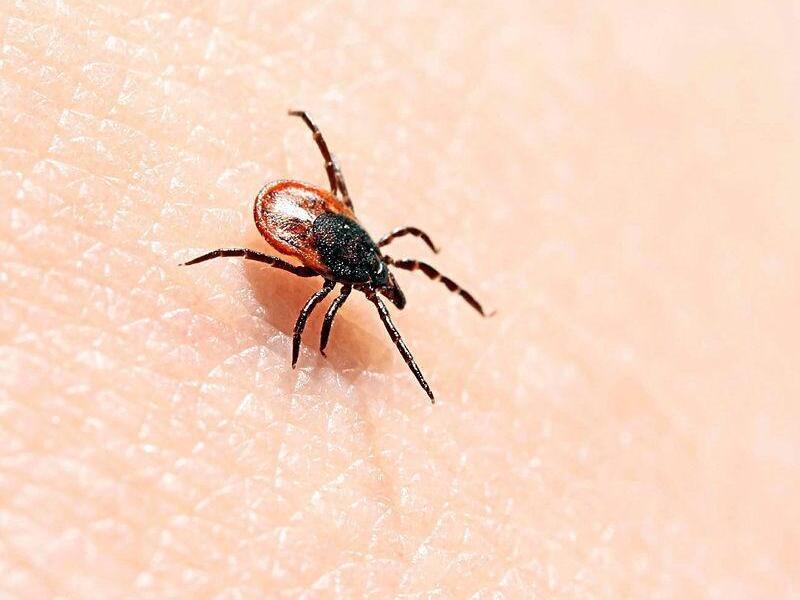 Lyme disease.  Ron Order calls for the doctor's radiation