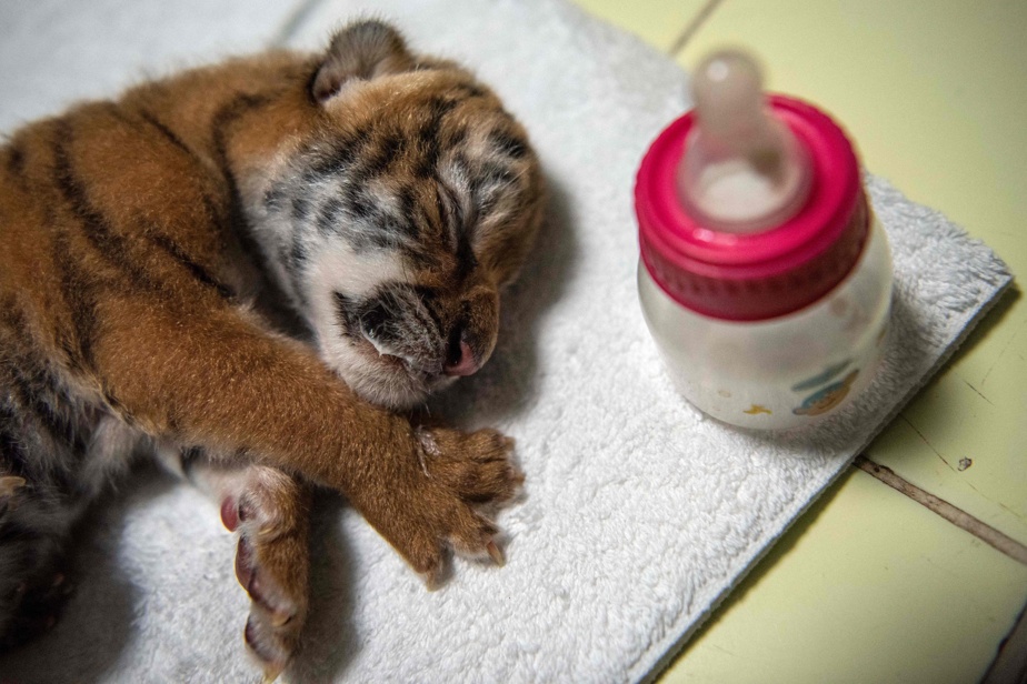 Nicaragua |  The Bengal tiger was born in captivity