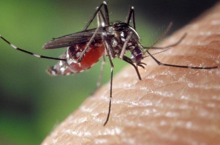 Wal de Marne.  The dengue case, found in Alfortville, has launched an operation in the town