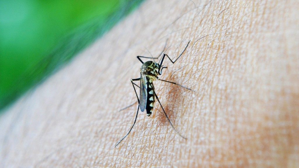 46 cas de Dengue en deux semaines