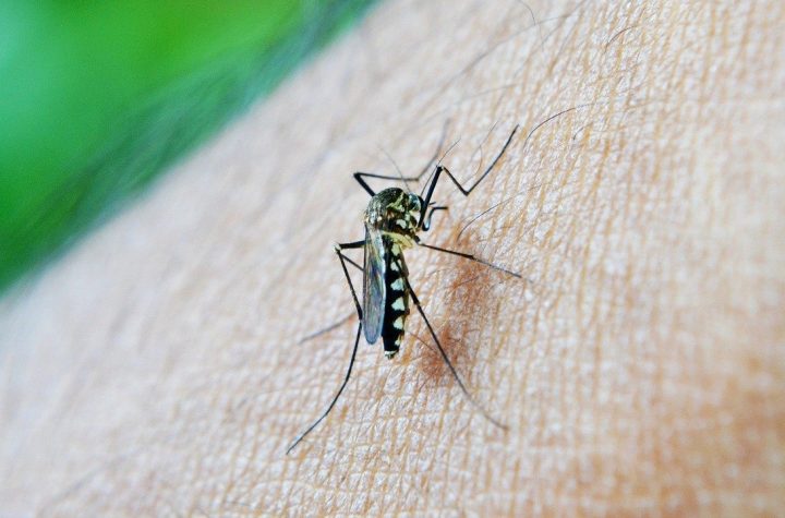 46 cas de Dengue en deux semaines