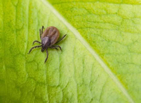 An antimicrobial to eradicate Lyme disease in nature