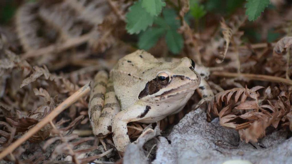 Chorus Frog Defense: Stopping the work ordered in Longueil