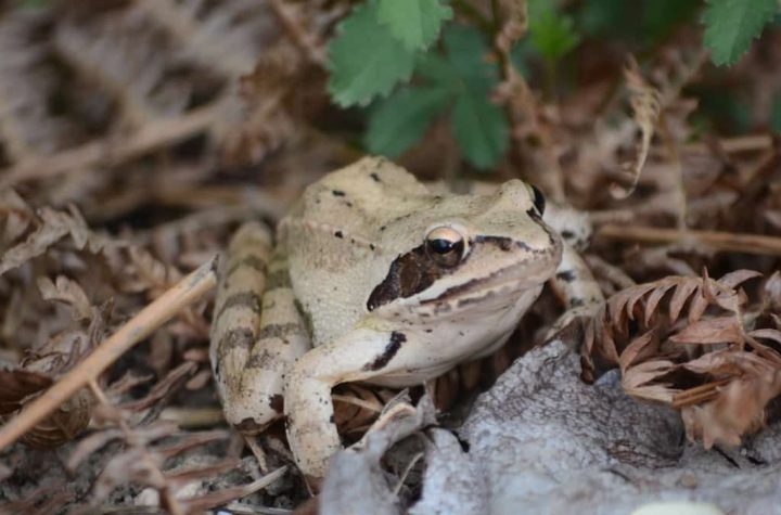 Chorus Frog Defense: Stopping the work ordered in Longueil