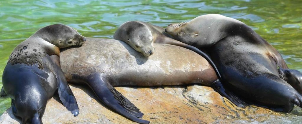 Mexico: Colony of sea lions revolt against their extinction