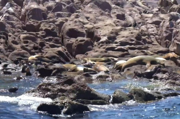 Mexico |  The Sea Lions Colony is rebelling against their extinction