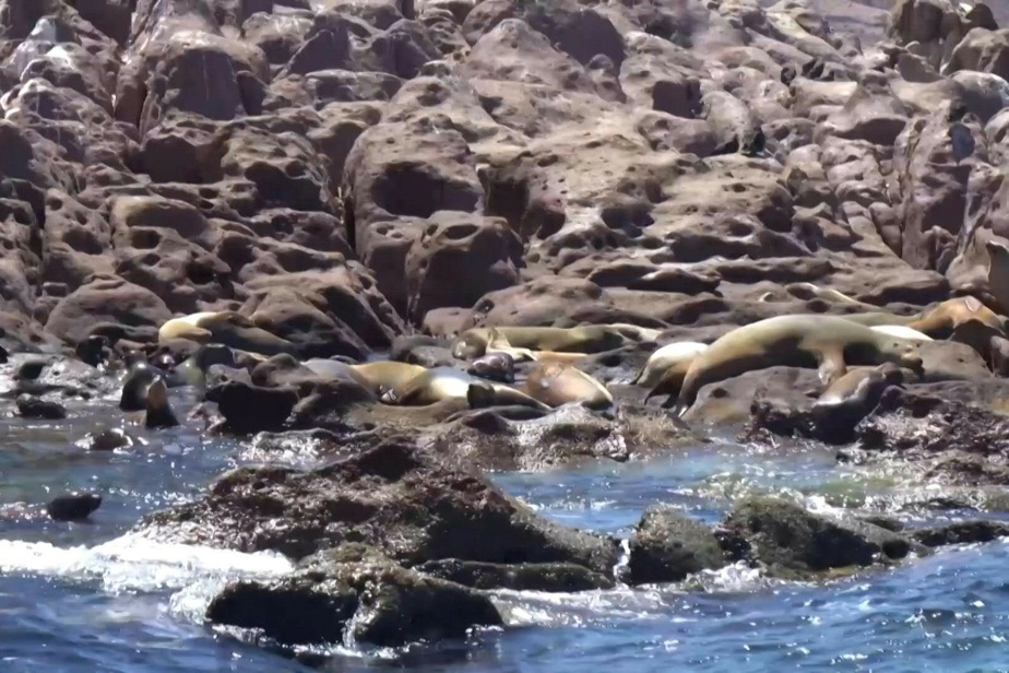 Mexico |  The Sea Lions Colony is rebelling against their extinction