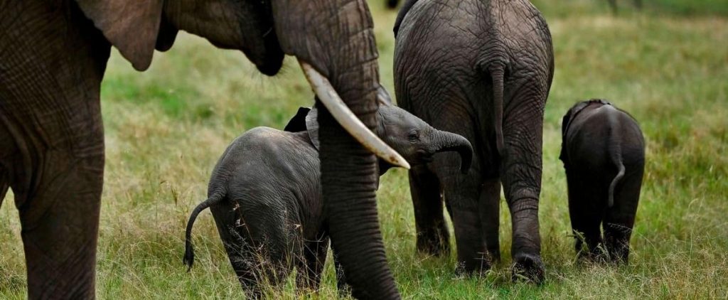 South Africa: Suspected poacher trampled by elephant