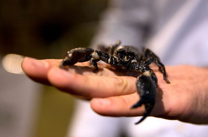 There were 4 deaths and 500 scorpion stings due to unprecedented rains