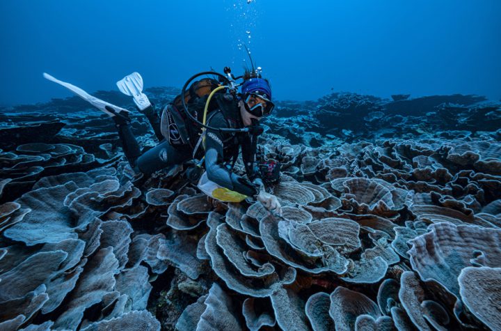 A large pink-shaped coral reef was found in Tahiti