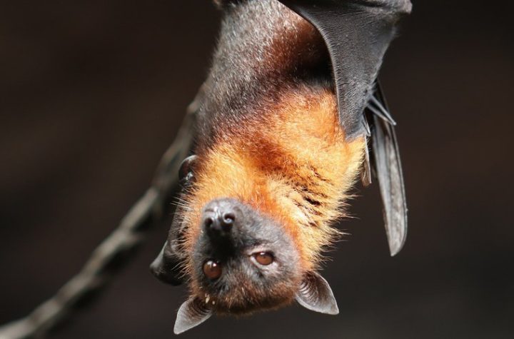 Severe pain-virus source: the key role of bats, the laboratory...