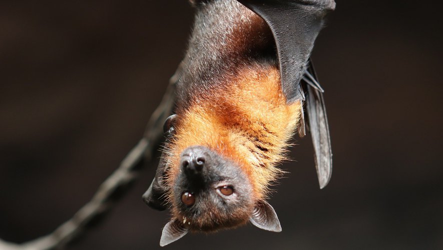 Severe pain-virus source: the key role of bats, the laboratory...