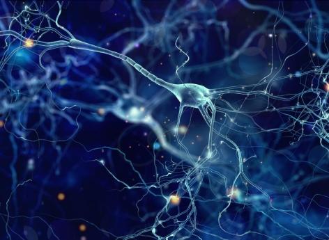 Singing specific neurons have been discovered