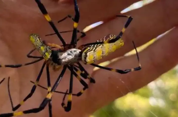 Large spiders from Asia colonize the American East Coast