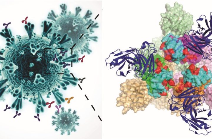 Mutations in the receptor-binding domains of protein...