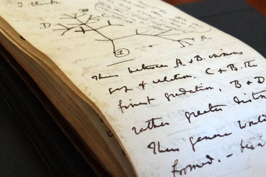 20 years after the disappearance, two Darwin notebooks return to Cambridge