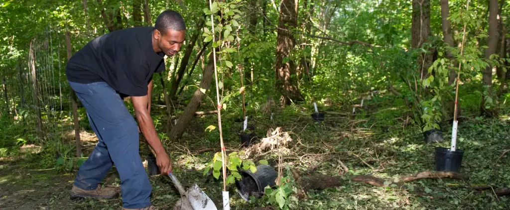 Quebec has announced an investment to plant 12.4 million trees