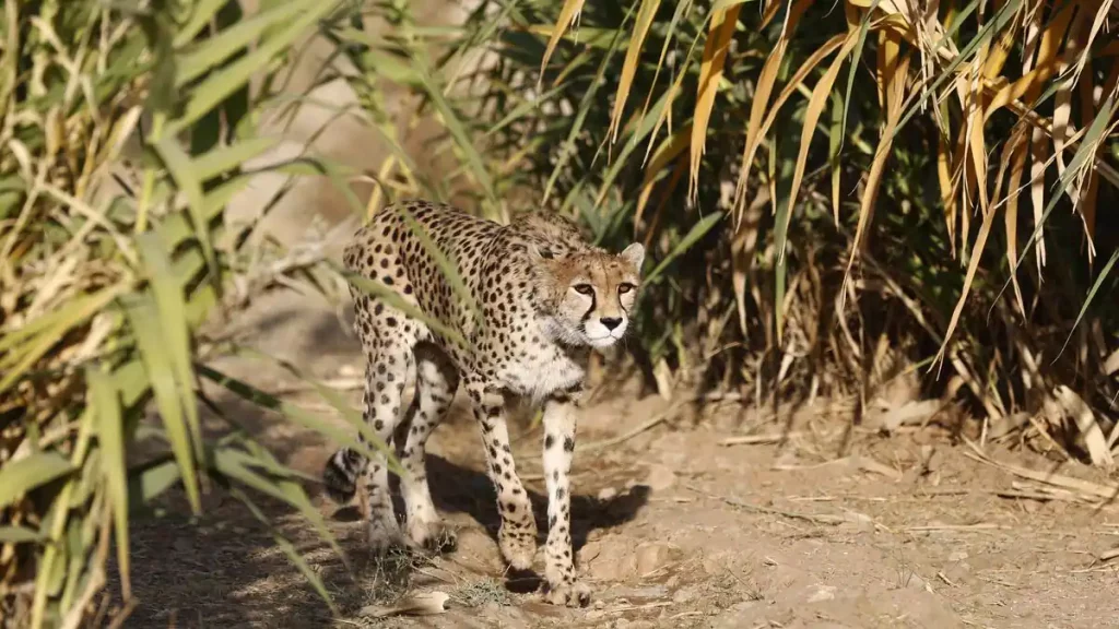 The female leopard gives birth to three cubs, a rare phenomenon