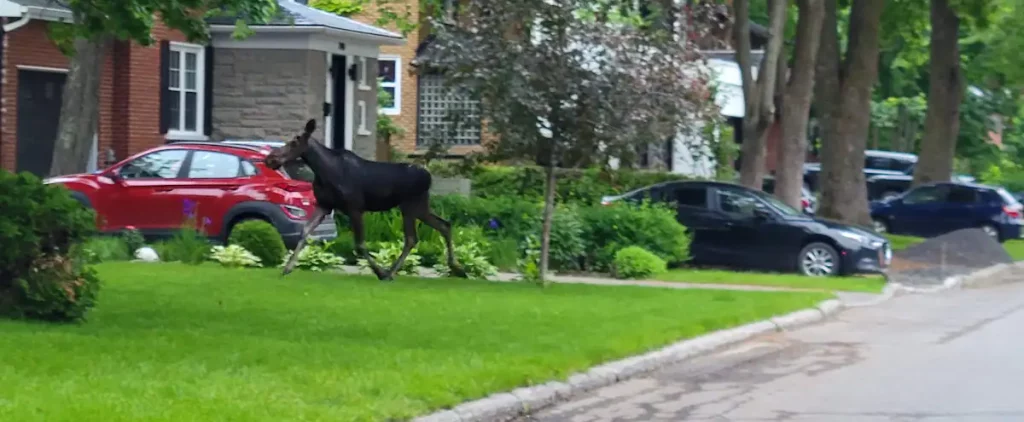 [PHOTOS] The lost moose roams through Quebec