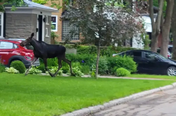 [PHOTOS] The lost moose roams through Quebec