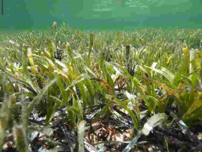 Poseidonia australis seagrass grassland in Shark Bay.  Photo by Zahira Bell, a PhD graduate from UWA