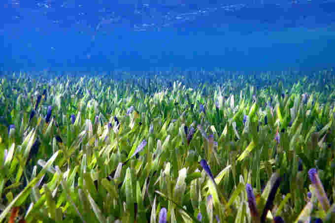 Shark Bay Seagrass Poseidonia australis.  Photography by Rachel Austin, UWA (2)