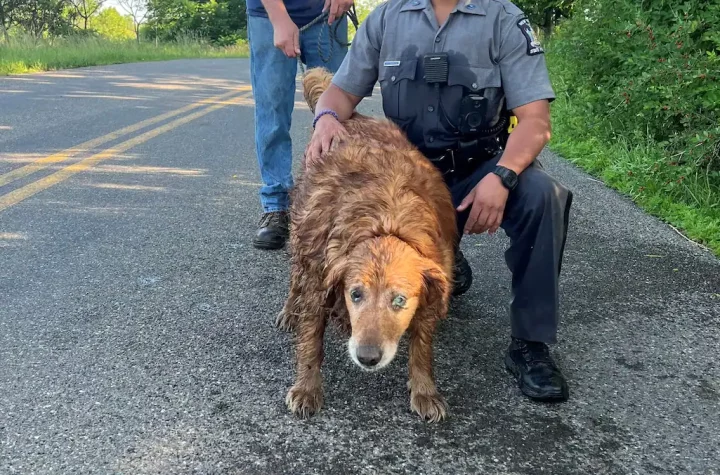 13-year-old dog saved in unusual operation