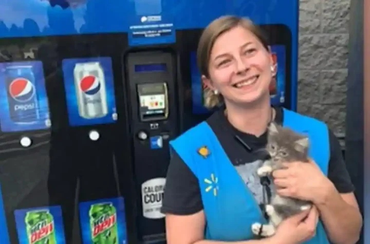 A cat breaks into a vending machine