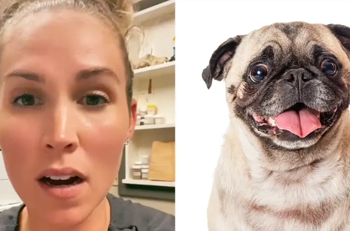 Vet sparks controversy by revealing his 5 'worst' dog breeds