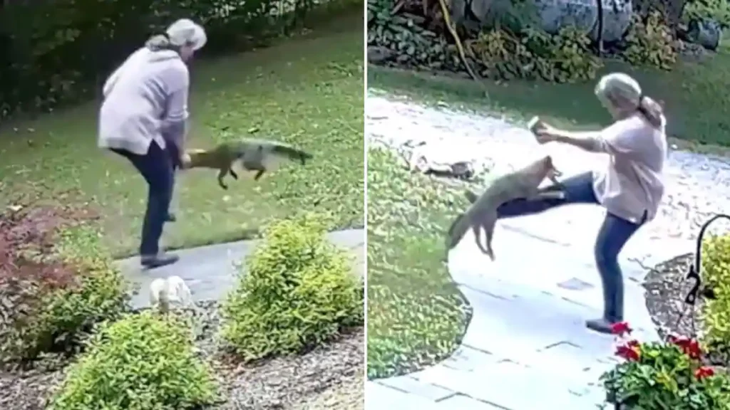 A woman is talking on the phone when a furious fox sneaks up on her