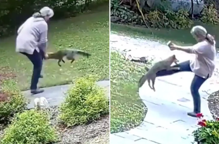 A woman is talking on the phone when a furious fox sneaks up on her