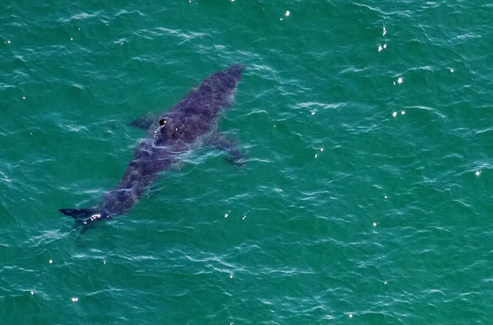 'Extremely rare': Blue shark attacks diver