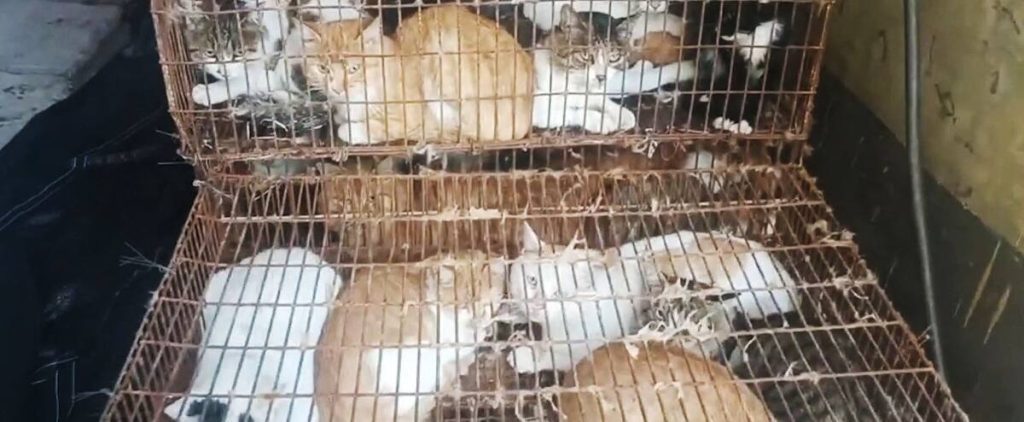 Human use: Police rescue 150 cats from pot in China