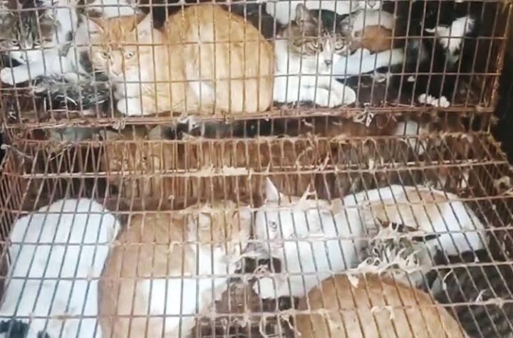 Human use: Police rescue 150 cats from pot in China