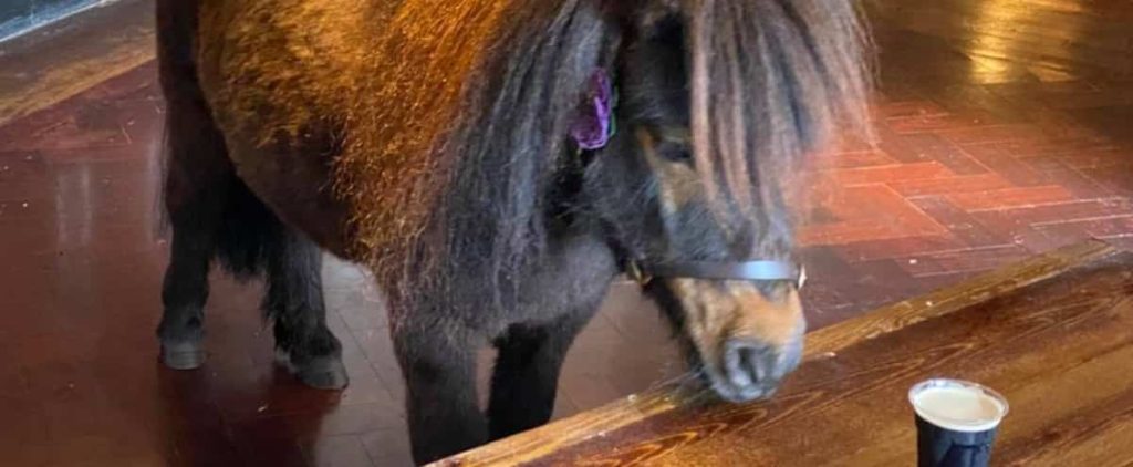 Pony is elected mayor of his city, then banned from the local pub