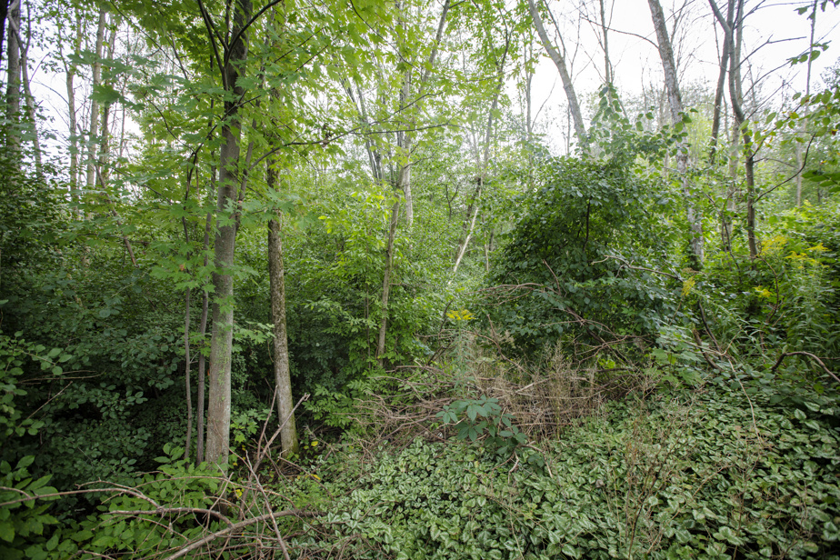 Barbe Creek Woods |  Laval does not protect the environment of "high environmental value".