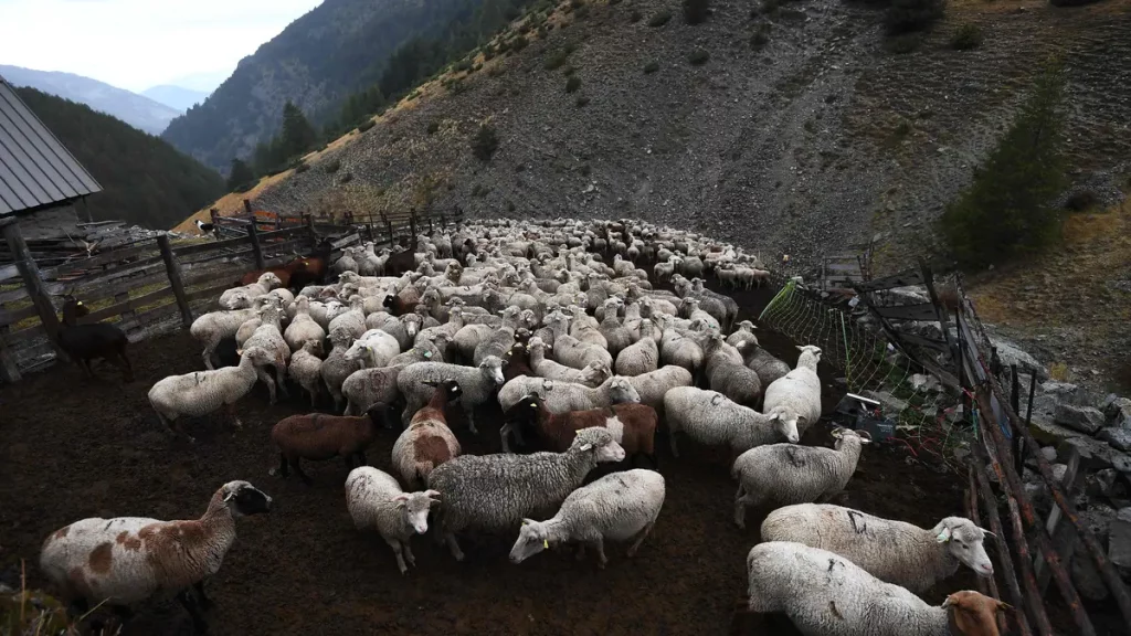 About 170 sheep fell into the void and died