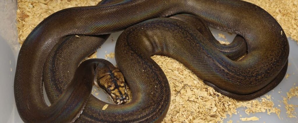 A woman was swallowed by a python in Indonesia