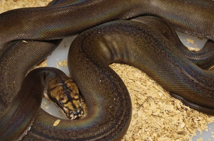 A woman was swallowed by a python in Indonesia