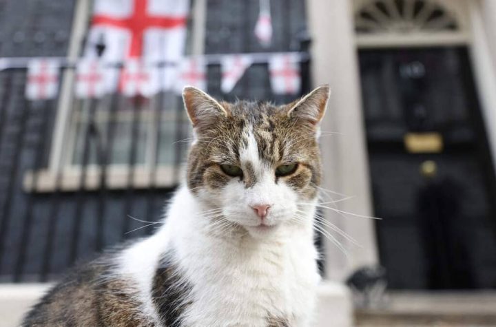 Caviar and lobster on the menu for Larry the cat at 10 Downing Street