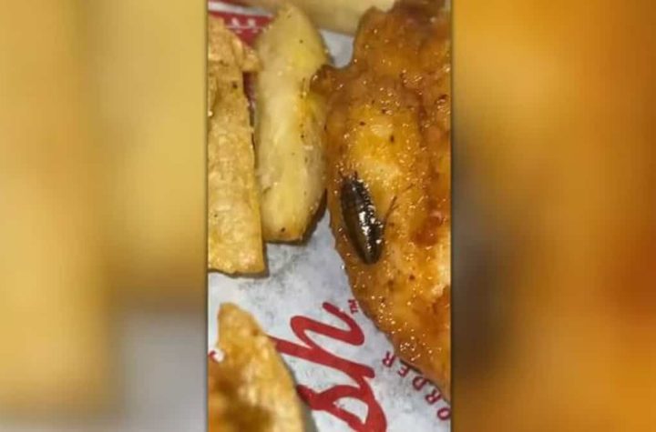 Cockroach cooked in fried chicken!